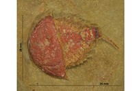 Brachyaglaspis singularis